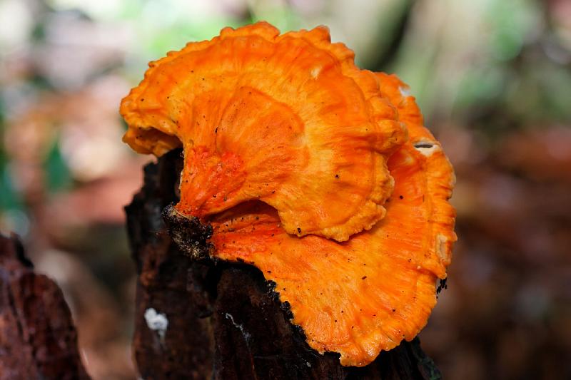 2007 05 14 Fraser Island 177_DXO.jpg